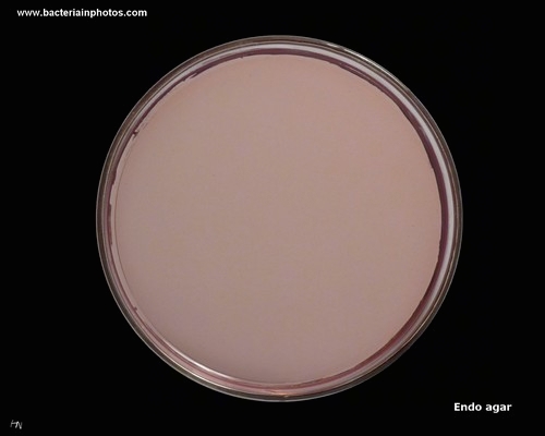 plate with Endo agar